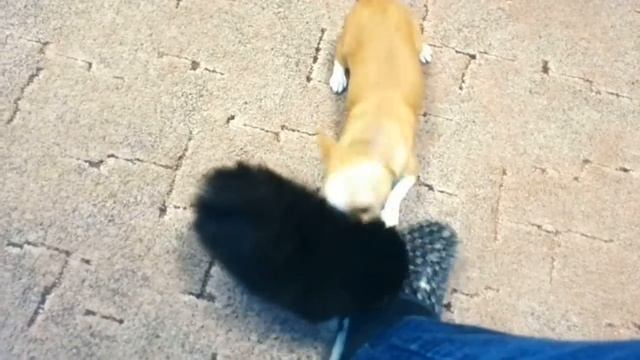 Шпиц померанский смотреть онлайн