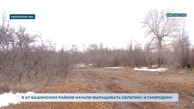 В АТ-БАШИНСКОМ РАЙОНЕ НАЧАЛИ ВЫРАЩИВАТЬ ОБЛЕПИХУ И СМ? смотреть онлайн