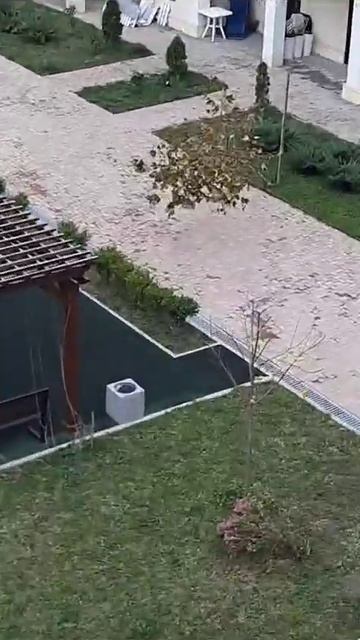 Молодые деревья пострадали в результате действия сти? смотреть онлайн