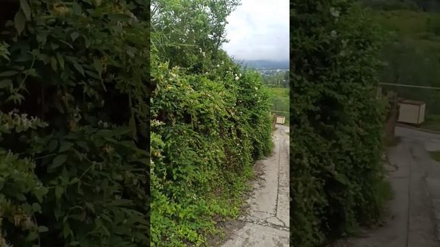 Каприфоль в цвету👍Промокод🔥🔥🔥 смотреть онлайн