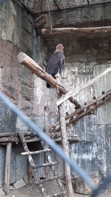 Беркуты. Московский зоопарк смотреть онлайн