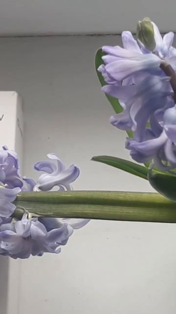 Красивый комнатный цветок смотреть онлайн