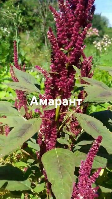 амарант смотреть онлайн