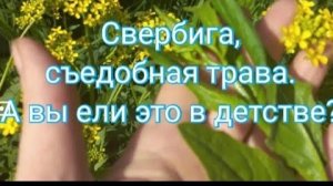 Свербига,сергибус.Вкус помню до сих пор!