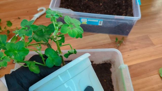 156. PAC Lilac rose 💜 Весняна обрізка та пересадка плющелисто смотреть онлайн