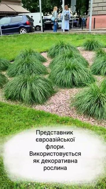 Осока затінкова #beautiful #nature #львів #рослини #осоказатін? смотреть онлайн