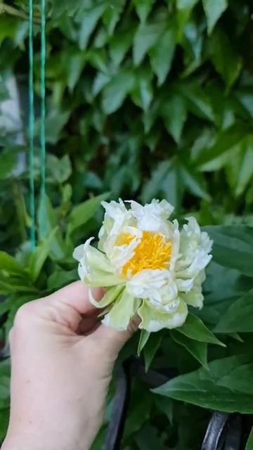 Сортовой пион "green hello" ну очень смешной🤣 смотреть онлайн