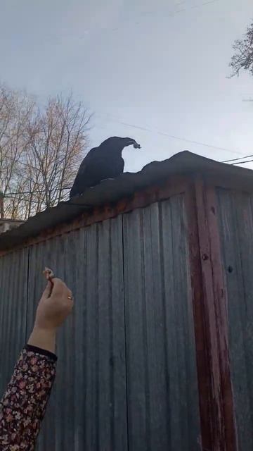 Ворон в городе ест с руки. смотреть онлайн