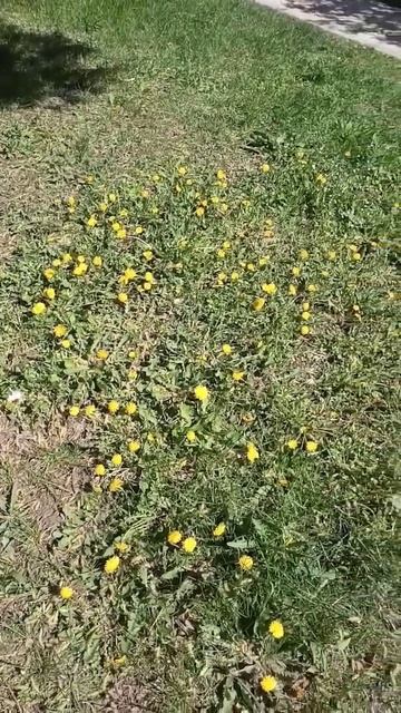 Тюльпаны на клумбе в нашем дворе!🌷🌷🌷 Какая красота!