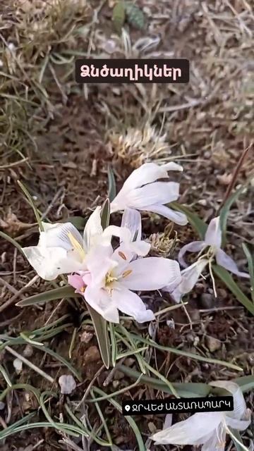 #flowers #snowdrop #подснежник #mart #march #март смотреть онлайн