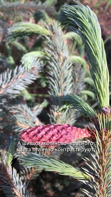 Редкая красавица Ель энгельмана Блю Магу|Picea engelmanni "Blue смотреть онлайн