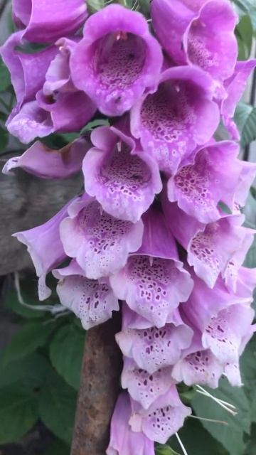 Наперстянка пурпурная #красиво #еленаивиорел #молдова смотреть онлайн