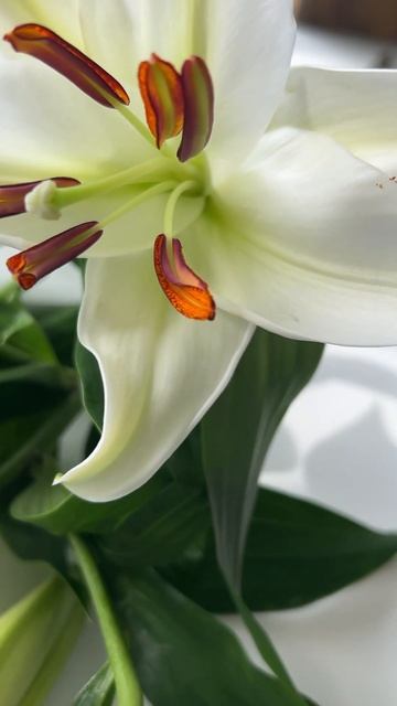 Белые лилии - они прекрасны 🌿 смотреть онлайн