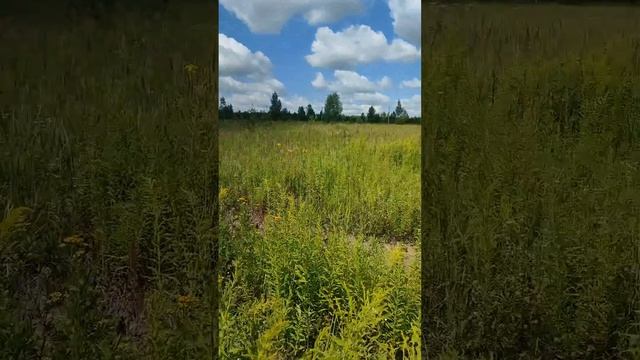 Лето, дача, речка, отшельники на прогулке. Татьяна Карт смотреть онлайн