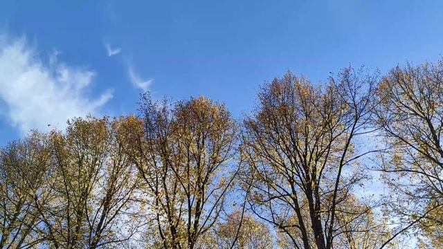 листопад, осенью 22 🍂 смотреть онлайн