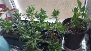 Зимнее Черенкование Остеоспермума.Начинаем новый сез