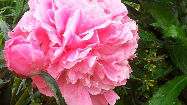 пион SORBET смотреть онлайн