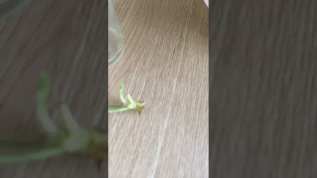🌸Быстрое укоренение пеларгонии Ю-Бэла смотреть онлайн