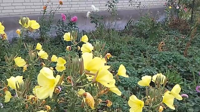 Георгина с огромными цветами Артур Хэмбли смотреть онлайн