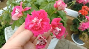 Обзор цветения пеларгоний.