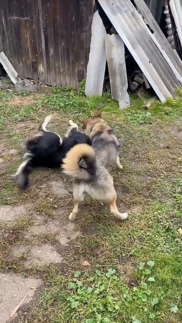 Собачьи бои должны быть только такими🥰 смотреть онлайн