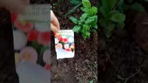 Помпонные маргаритки из семян - вот что выросло.