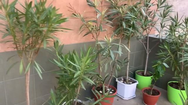 #олеандр Зимовка олеандров в домашних условиях. Готов? смотреть онлайн