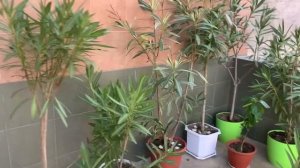 #олеандр Зимовка олеандров в домашних условиях. Готов?