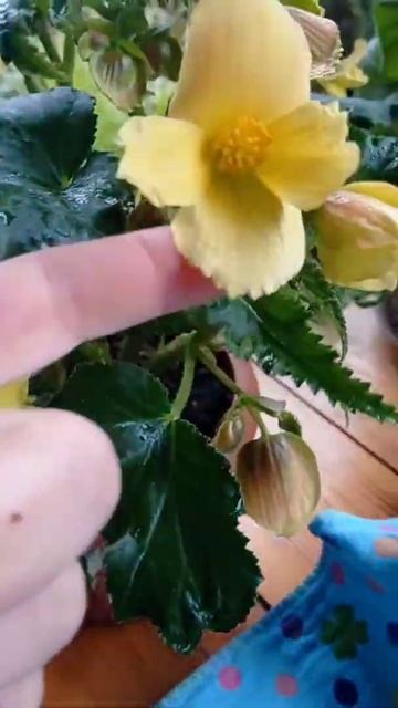 🌝 #бегония #дождь льёт как из ведра ☔ #надаче #иркутск смотреть онлайн