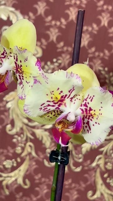 Орхидея бабочка 🦋 Phal.I-Hsin Spot Leopard 🐆 смотреть онлайн
