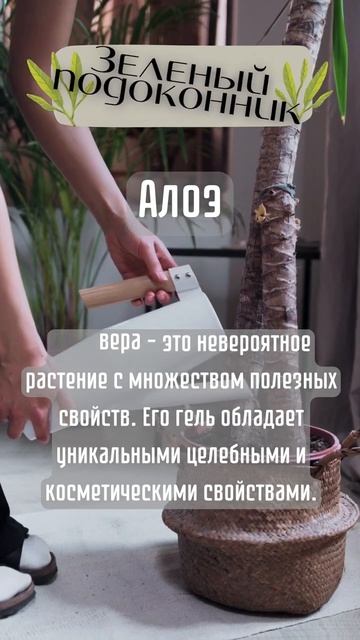 🍃Удивительные свойства АЛОЭ вера для здоровья и крас смотреть онлайн