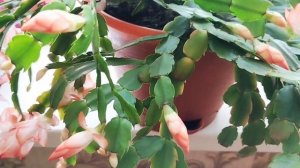 Болезни Декабриста или Зигокактус Шлюмбергера.🌸