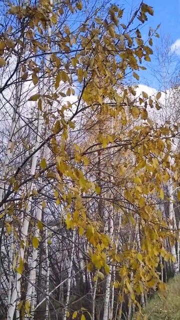 Это осень #моясибирь #березы смотреть онлайн