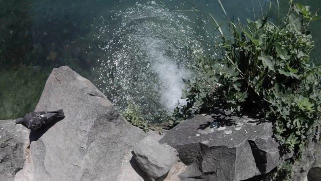 Творение основателя Ейска в Крыму. Воронцовский парк. смотреть онлайн