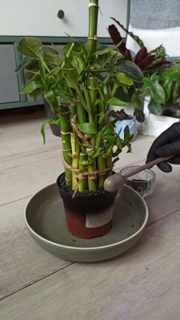 2 часть! Композиция с Драценой Бамбук🎋🎍#plantlover #plants #bam смотреть онлайн