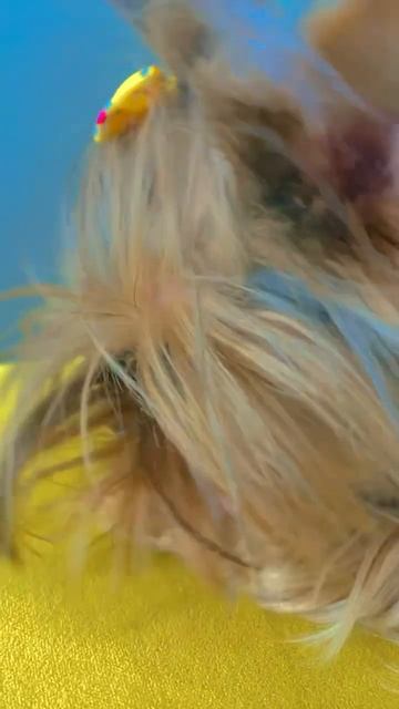 Моя собака Ест #mrbeast #игравкальмара смотреть онлайн