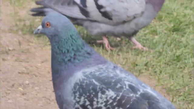 Воронцовский парк 🌲 смотреть онлайн