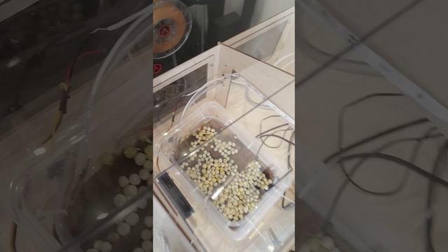 Умная теплица с дистанционным управлением |Роболатор? смотреть онлайн