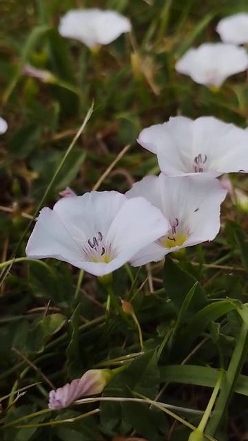 Вьюнок смотреть онлайн