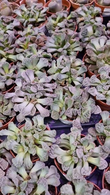 "Литопсы" в Леруа Мерлен смотреть онлайн