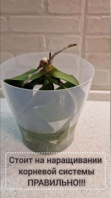 Совет по уходу за орхидеями #plants #orchid #орхидеи #комнатн? смотреть онлайн