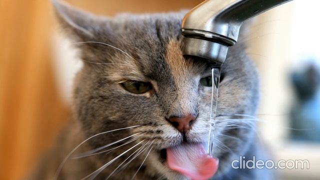 ЗАЙДИ СЮДА ПОРЖАТЬ НАД КОТАМИ 🐱🐱🐱 УГАРНАЯ ПОДБОРКА смотреть онлайн