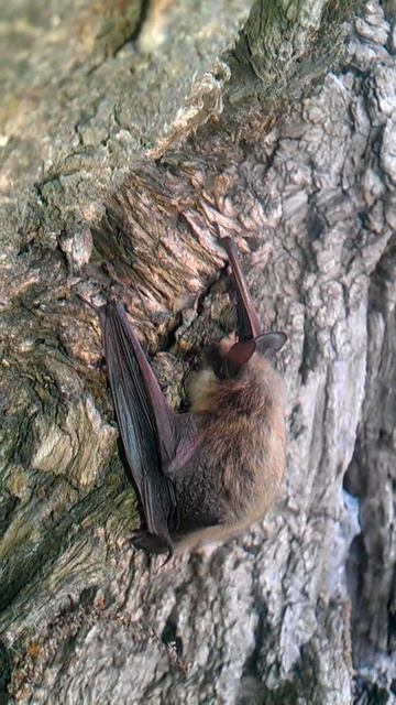 Летучая мышь (2) смотреть онлайн