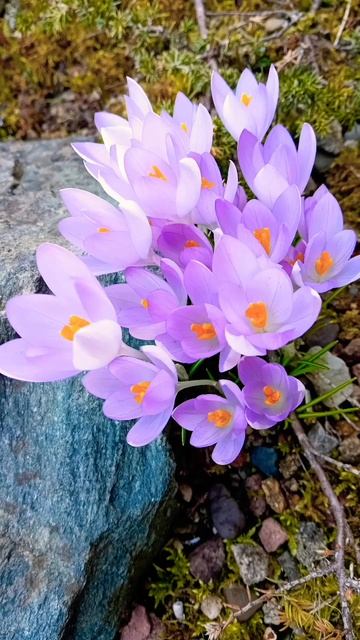 Первые весенние цветы | Фото природы крупным планом | Ж