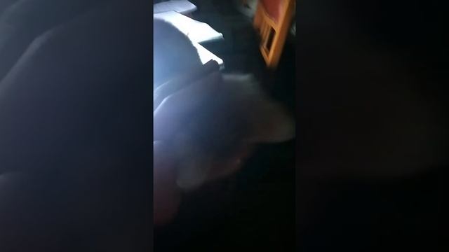 маркис мял мял! смотреть онлайн