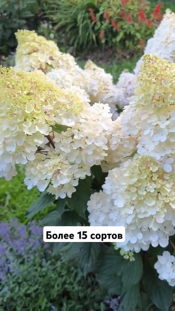 Ванила Фрайз. #гортензия #garden #цветы смотреть онлайн