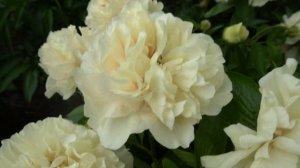 ЭРЛИ КАНАРИ (EARLY CANARY)-Hollingsworth/Steininger 2015.