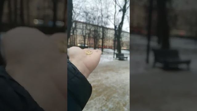 Кормить птиц Синица / Feeding Birds Tit смотреть онлайн