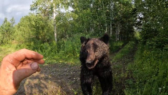 Медведи объелись травы. смотреть онлайн