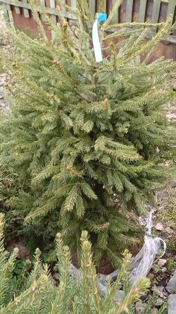 Ель европейская стриженная #сад #garden #дача #весна #хвой? смотреть онлайн